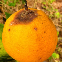 测试农产品 1颗